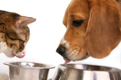 Cat and Dog drinking from bowls